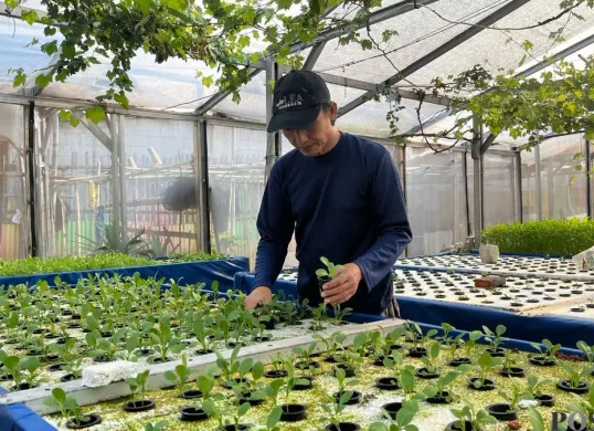 Ketua Poktan GSG 07 Kembangan, Kasmin, saat sedang melihat tanaman hidroponik yang dia kembangkan di kebun, Senin, 20 April 2026. (Sumber: Poskota/Pandi Ramedhan)