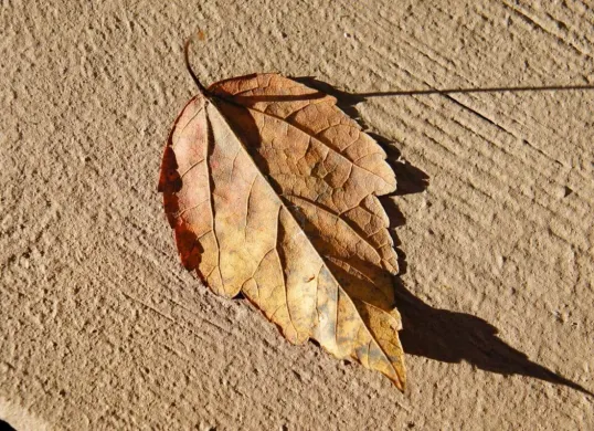 Ilustrasi daun kering di musim kemarau (Sumber: Wilkimedia Commons)