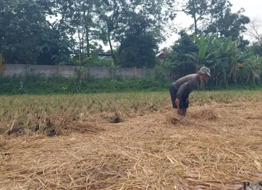 Salah seorang petani di Kampung Babakan Cianjur, Desa Gadobangkong, Kecamatan Ngamprah, Kabupaten Bandung Barat, pasrah padinya digondol maling. (Sumber: Poskota/Gatot Poedji Utomo)
