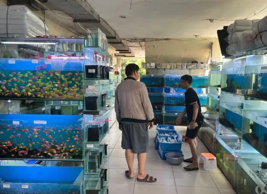 Pedagang ikan hias di TPHP Cengkareng, Jakarta Barat, mengeluhkan kondisi pengunjung yang sepi hingga omzet yang menurun hingga mencapai 70 persen. (Sumber: Poskota/Pandi Ramedhan)