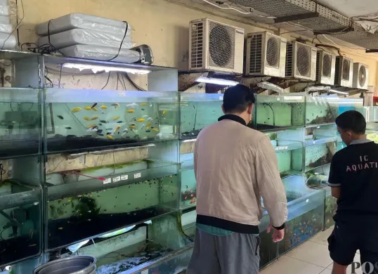 Pedagang ikan hias di TPHP Cengkareng, Jakarta Barat, mengeluhkan kondisi pengunjung yang sepi hingga omset yang menurun hingga mencapai 70 persen. (Sumber: Poskota/Pandi Ramedhan)
