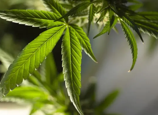 Biksu ditangkap karena selundupkan Ganja. (Sumber: Pixabay/Erin_Hinterland)