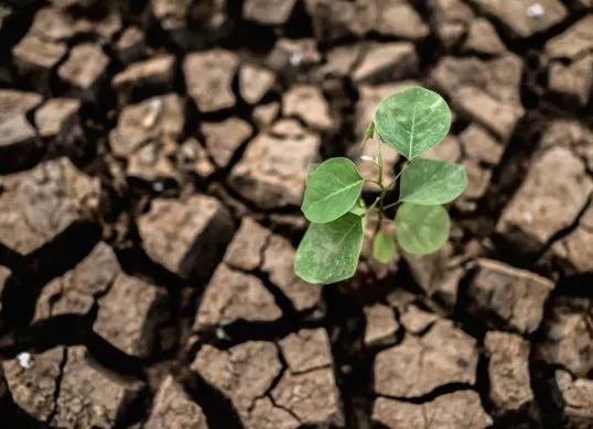 Ilustrasi kekeringan saat musim kemarau. (Sumber: Freepik/@jcomp)