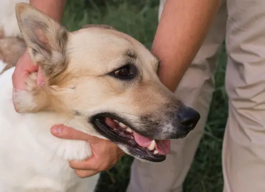 Ilustrasi anjing, salah satu hewan penular rabies (HPR). (Sumber: freepik)