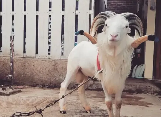 Ilustrasi, domba Garut. (Sumber: Instagram/@domba_tangkas_garutofficial)