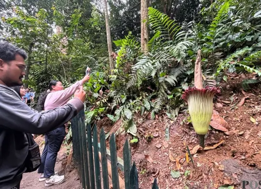 Warga mengabadikan mekarnya Amorphopallus Titanum atau bunga bangkai langka di KRB, dengan ketinggian 1,4 meter dan diameter 56 sentimeter. (Sumber: Poskota/Giffar Rivana)