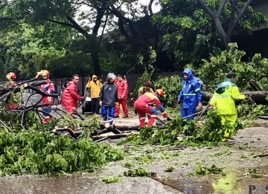 Pohon tumbang di Jalan Raya Cakung–Cilincing Raya pada Minggu, 8 Februari 2026. (Sumber: Poskota/M. Tegar Jihad)