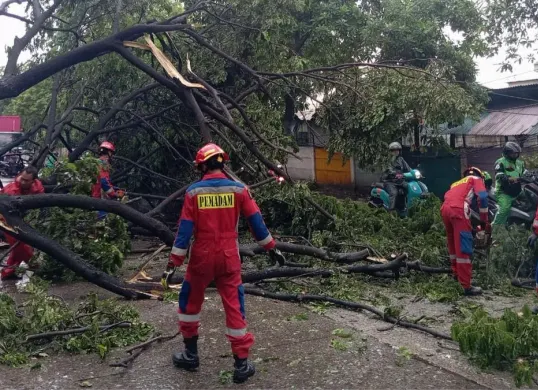Petugas evakuasi pohon tumbang di Jalan Cakung Cilincing Raya, Semper Timur, Cilincing, Jakarta Utara, Minggu, 8 Februari 2026. (Sumber: Istimewa)