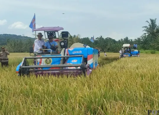 Panen raya padi varietas PS-08 seluas 753 hekatre di Desa Sukarame, Kecamatan Carita, Kabupaten Pandeglang, Rabu, 11 Februari 2026. (Sumber: Poskota/Samsul Fatoni)