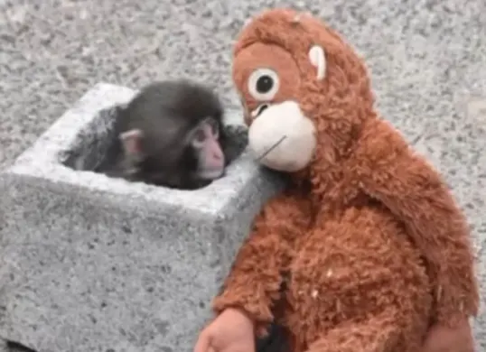 Bayi monyet Punch yang viral di Jepang (Sumber: Instagram/@pembasmii.kehaluan)