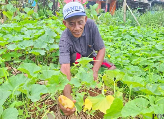 isan Boyeng, petani buah timun suri yang mengalami gagal panen saat Ramadhan. (Sumber: Poskota/Angga Pahlevi)