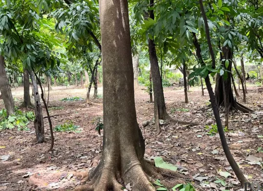 Taman Hutan Kora Cawang, Jakarta Timur, Sabtu, 28 Februari 2026. (Sumber: Poskota/M Tegar Jihad)