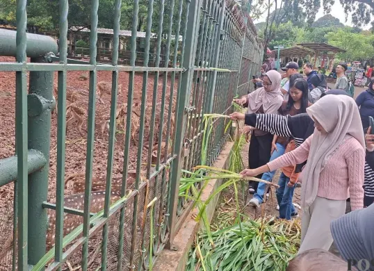Pengunjung memberikan pakan ke hewan di Taman Margasatwa Ragunan, Pasar Minggu, Jakarta Selatan, Jumat, 2 Januari 2026. (Sumber: Poskota/Angga Pahlevi)