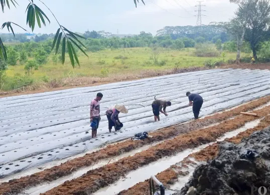 Potret pemuda Tigaraksa, Kabupaten Tangerang yang tergabung dengan Taruna Tani Milenial Al Prakarsa saat menggarap lahan tidur menjadi sektor pertanian. (Sumber: Poskota/Veronica)