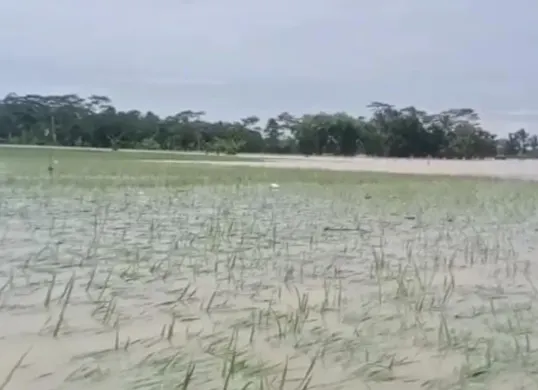 Salah satu sawah petani di Pandeglang gagal panen atau puso usai terendam banjir. (Sumber: Istimewa)