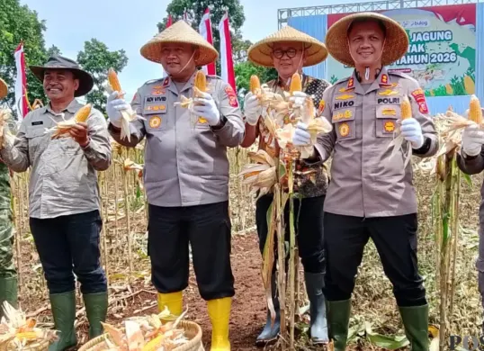 Wakapolda Jawa Barat Brigjen Pol Adi Vivid, (kiri) didampingi Kapolres Cimahi, AKBP Niko Nurulloh Adi Putra, (kanan), memanen jagung di Kecamatan Cikalongwetan, Kabupaten Bandung Barat, Kamis 8 Januari 2026. (Sumber: Poskota/Gatot Poedji Utomo)