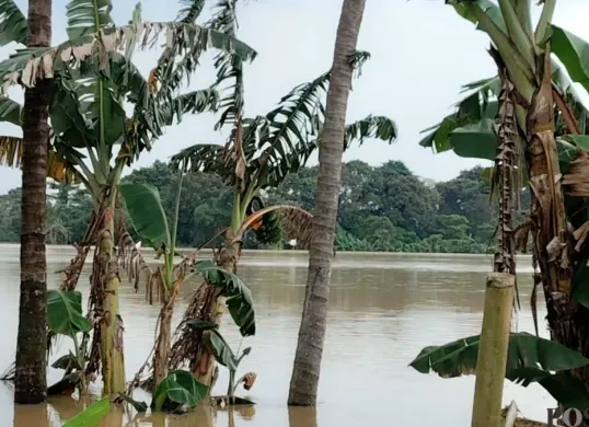 Area sawah di Desa Margasari, Kecamatan Tigaraksa, Kabupaten Tangerang, terendam banjir. (Sumber: Poskota/Veronica Prasetio)