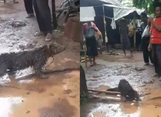 Hewan langka usai ditangkap oleh warga di Desa Cigandeng, Kecamatan Menes, Pandeglang. (Sumber: Dok. Warga)