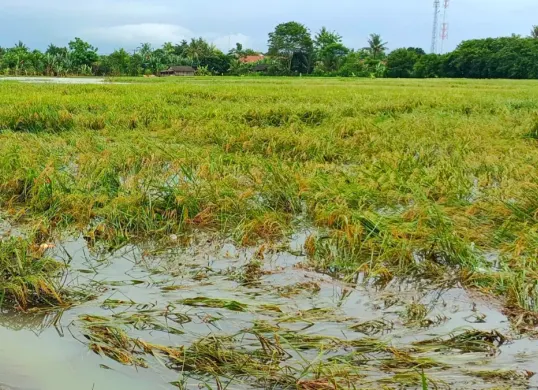 Sawah yang terancam gagal panen di Kecamatan Cisoka, Kabupaten Tangerang. (Sumber: Poskota/Veronica)