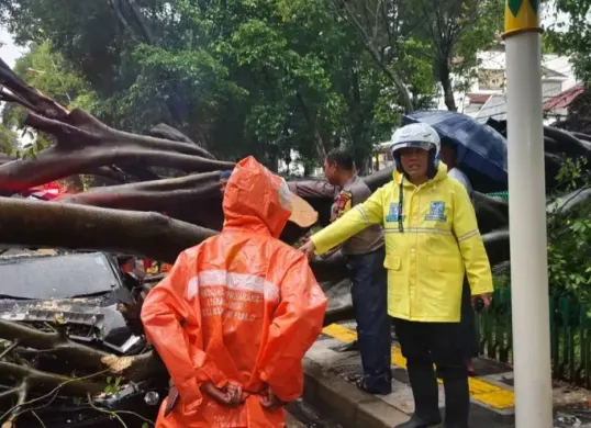 Ilustrasi pohon tumbang di Jakarta. (Sumber: Istimewa)