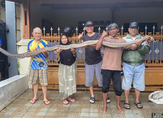Warga Ciledug Indah 2, Kecamatan Karang Tengah, Kota Tangerang, Banten, mengangkat ular sanca batik sepanjang 4 meter, Jumat, 23 Januari 2026. (Sumber: Poskota/Guruh Nara Persada)