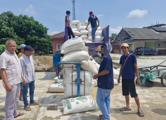 Sejumlah petugas dari perum Bulog Sub Divre Lebak-Pandeglang saat membeli gabah para petani di lokasi panen. (Sumber: Perum Bulog)