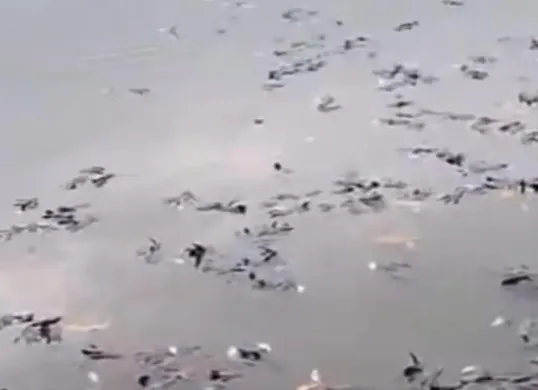 Ikan di Situ Citongtut mendadak mati karena air diduga  tercemar limbah berbahaya. (Sumber: Tangkapan layar video)