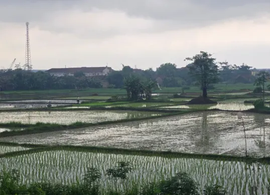 Area persawahan di Kabupaten Tangerang terdampak banjir hingga mengakibatkan gagal panen. (Sumber: Poskota/Veronica Prasetio)