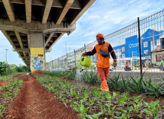 Petugas PPSU Agus Suprihatin menyirami lahan pertanian di Kolong Tol RW 13 Cipinang Melayu, Jakarta Timur, Selasa, 3 Maret 2026. (Sumber: Poskota/M. Tegar Jihad)
