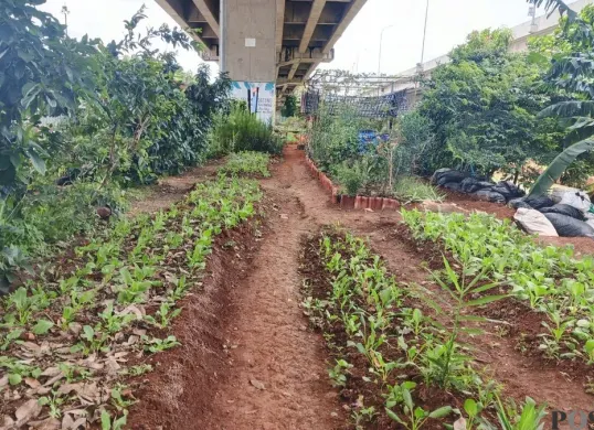 Urban Farming di bawah Tol Becakayu, Jakarta Timur, Selasa, 3 Maret 2026. (Sumber: Poskota/M. Tegar Jihad)