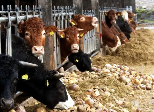 Ilustrasi kandang sapi. (Sumber: Pixabay/Photorama)