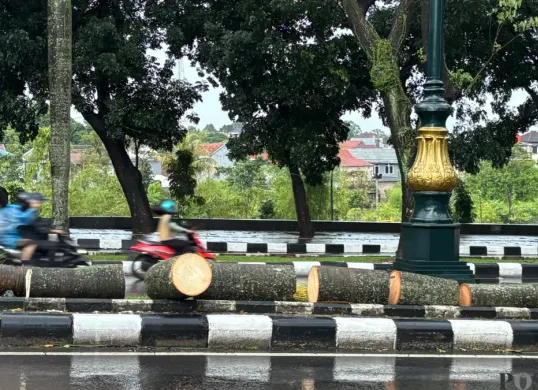 Pohon palm tumbang di Jalan Tegar Beriman, Cibinong Kabupaten Bogor usai di evakuasi petugas pascamenimpa pengendara motor hingga tewas. (Sumber: Poskota/Giffar Rivana)
