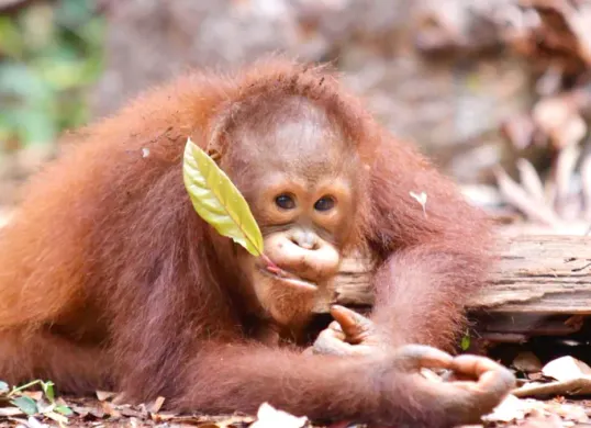 Potret Orangutan Kalimantan yang kini menjadi spesies terancam punah. (Sumber: Istimewa)
