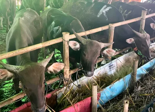 Kondisi salah satu peternakan Sapi Bali Kemanggisan di Jalan Kemanggisan Raya, Palmerah, Jakarta Barat, Minggu, 17 Mei 2026. (Sumber: Poskota/Pandi Ramedhan)