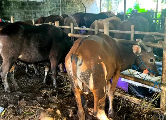 Kondisi salah satu peternakan Sapi Bali Kemanggisan di Jalan Kemanggisan Raya, Palmerah, Jakarta Barat, Minggu, 17 Mei 2026. (Sumber: Poskota/Pandi Ramedhan)
