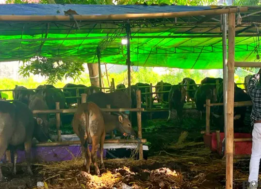 Kondisi salah satu peternakan Sapi Bali Kemanggisan di Jalan Kemanggisan Raya, Palmerah, Jakarta Barat, Minggu, 17 Mei 2026. (Sumber: Poskota/ Pandi Ramedhan)
