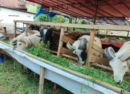 Lapak penjualan hewan kurban di wilayah Kecamatan Tigaraksa, Kabupaten Tangerang. (Sumber: Poskota/Veronica Prasetio)