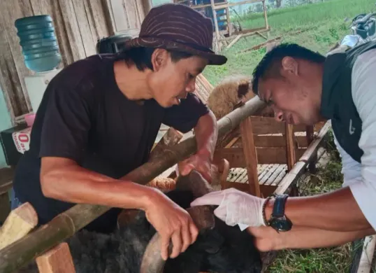 Tim kesehatan hewan saat melakukan pemeriksaan beberapa hewan kurban. (Sumber: DPKP Pandeglang)