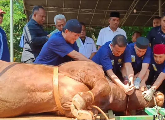 Wali Kota Jakarta Selatan, M Anwar dibantu panitia kurban menyembelih hewan kurban sapi limosin pemberian Presiden. (Sumber: Poskota/Angga)