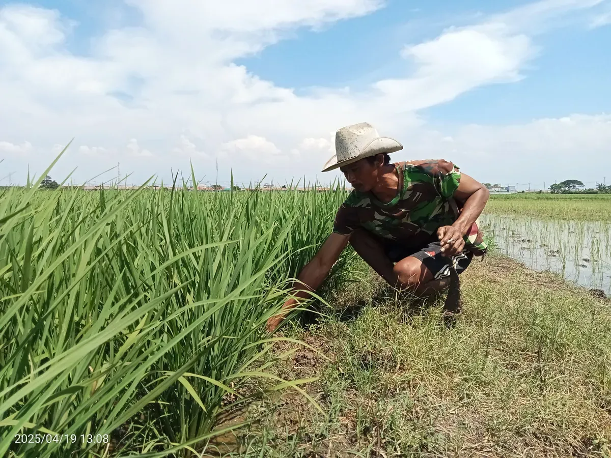 Petani menanam ulang bibit padi di lahan persawahan di Desa Srijaya, Tambun Utara, Kabupaten Bekasi, beberapa waktu lalu. (Sumber: Poskota/Nurpini Aulia)