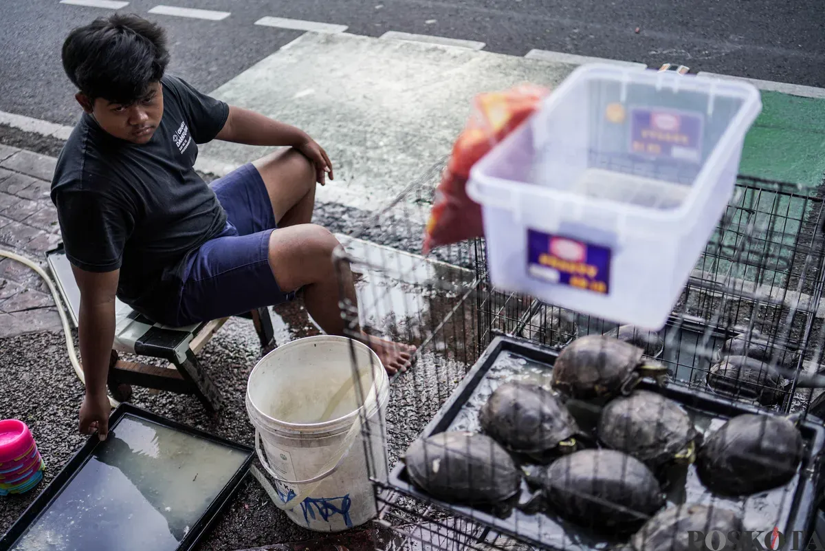 Pedagang mengemas barang jualanya di Kios Pasar Hewan Barito, Jakarta Selatan, Minggu, 3 Agustus 2025. (Sumber: Poskota/Bilal Nugraha Ginanjar)
