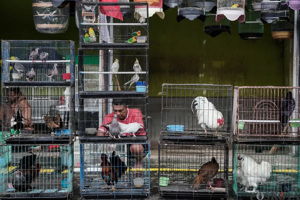 Pedagang mengemas barang jualanya di Kios Pasar Hewan Barito, Jakarta Selatan, Minggu, 3 Agustus 2025. (Sumber: Poskota/Bilal Nugraha Ginanjar)