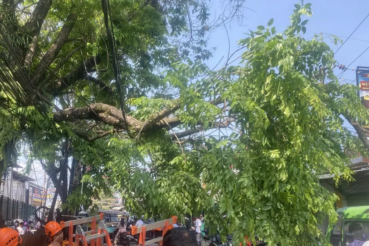 Angin kencang akibatkan satu pohon tumbang di Jalan Raya Stasiun Cilebut, Kecamatan Sukaraja Kabupaten Bogor, Senin, 4 Agustus 2025. (Sumber: Dok. BPBD Kabupaten Bogor)