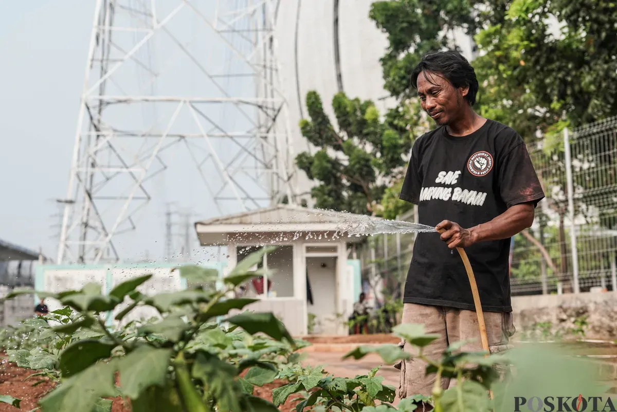 Warga merawat tanaman terong di lahan pertanian perkotaan di kawasan Kampung Susun Bayam, Tanjung Priok, Jakarta, Kamis, 7 Agustus 2025. (Sumber: Poskota/Bilal Nugraha Ginanjar)