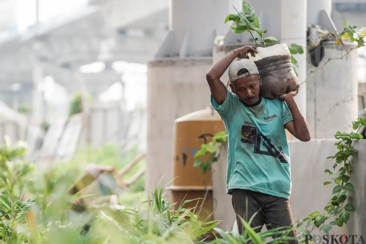 Warga merawat tanaman terong di lahan pertanian perkotaan di kawasan Kampung Susun Bayam, Tanjung Priok, Jakarta, Kamis, 7 Agustus 2025. (Sumber: Poskota/Bilal Nugraha Ginanjar)