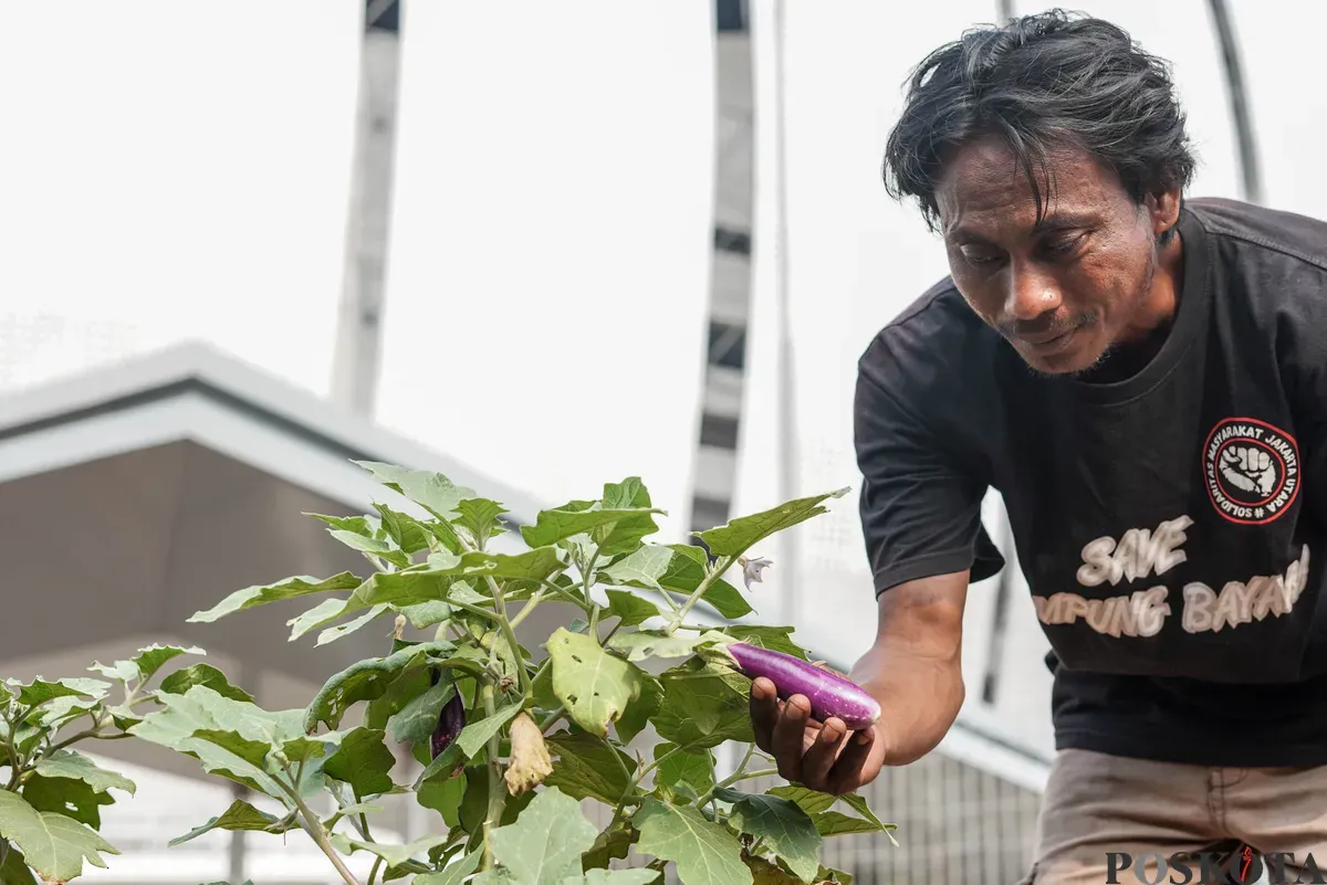 Warga merawat tanaman terong di lahan pertanian perkotaan di kawasan Kampung Susun Bayam, Tanjung Priok, Jakarta, Kamis, 7 Agustus 2025. (Sumber: Poskota/Bilal Nugraha Ginanjar)