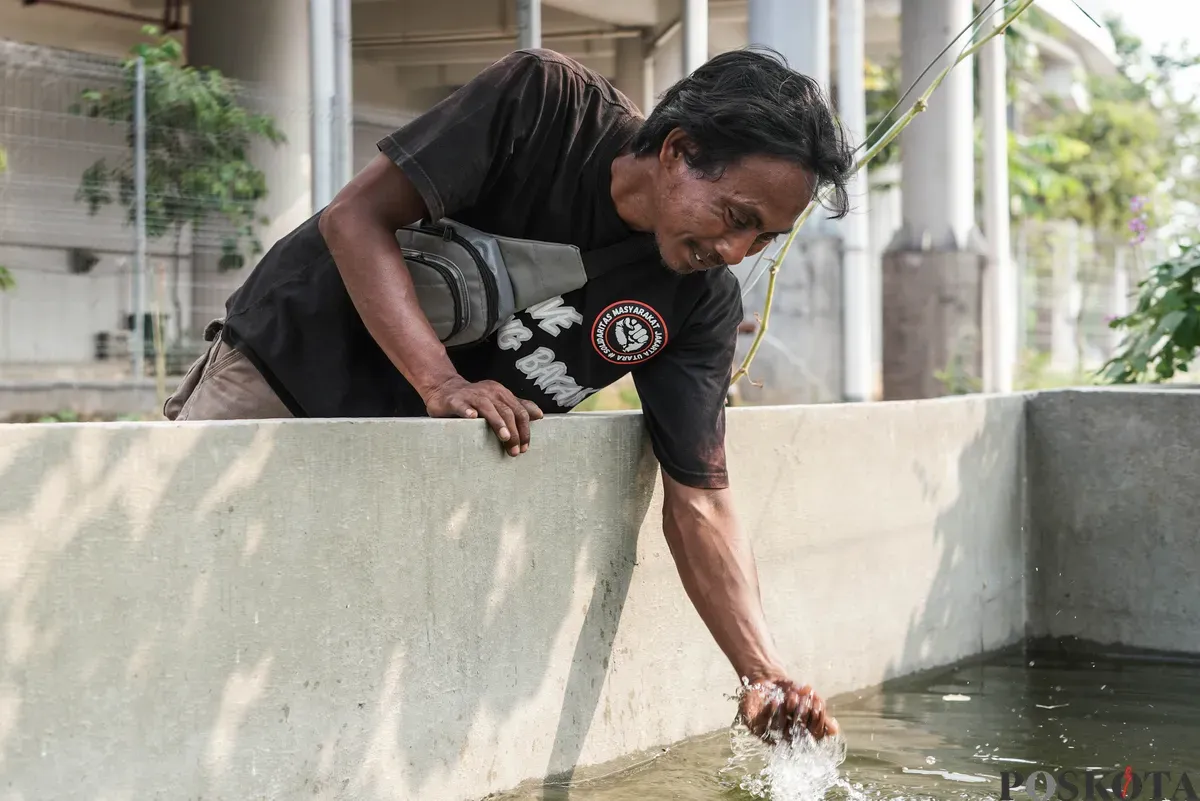 Warga merawat tanaman terong di lahan pertanian perkotaan di kawasan Kampung Susun Bayam, Tanjung Priok, Jakarta, Kamis, 7 Agustus 2025. (Sumber: Poskota/Bilal Nugraha Ginanjar)