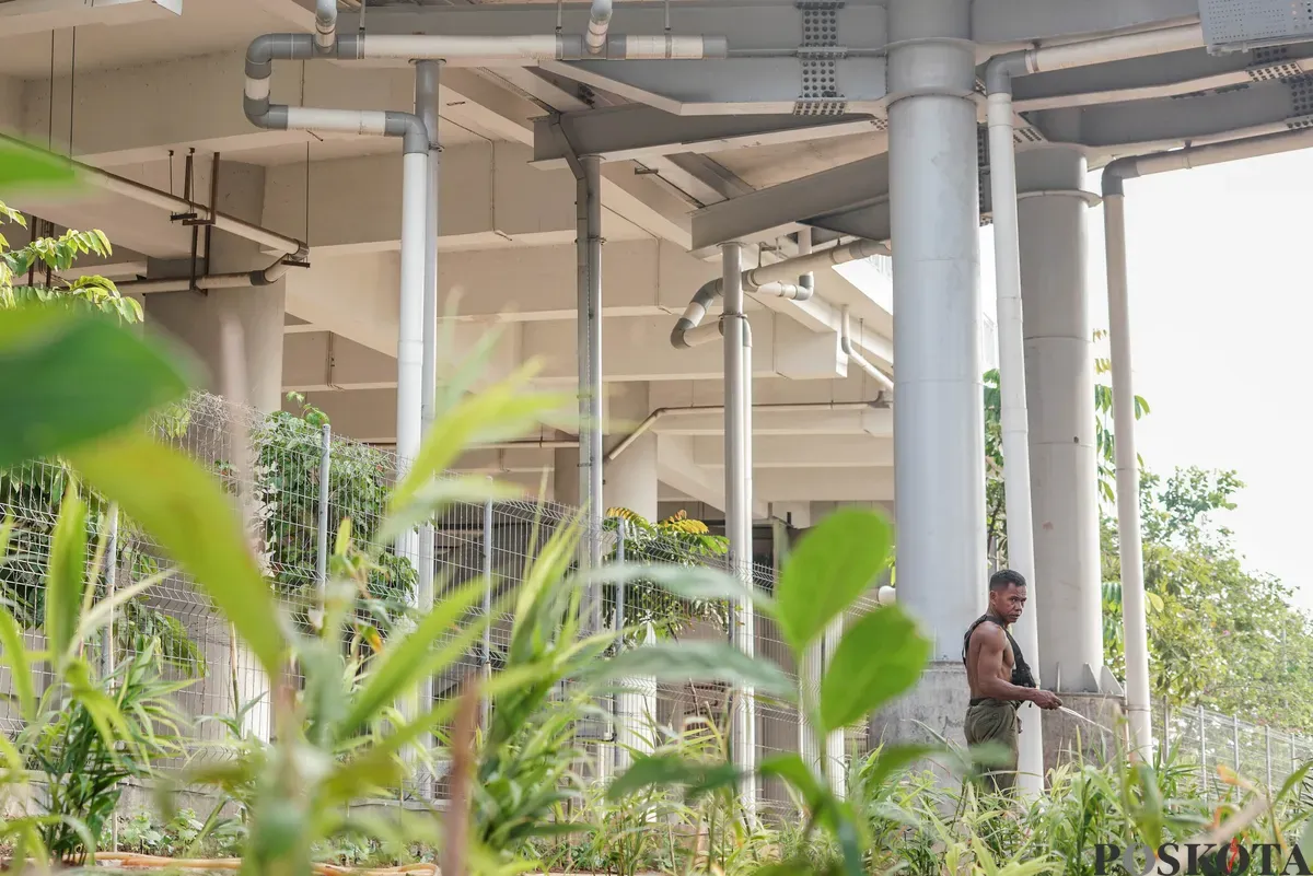 Warga merawat tanaman terong di lahan pertanian perkotaan di kawasan Kampung Susun Bayam, Tanjung Priok, Jakarta, Kamis, 7 Agustus 2025. (Sumber: Poskota/Bilal Nugraha Ginanjar)