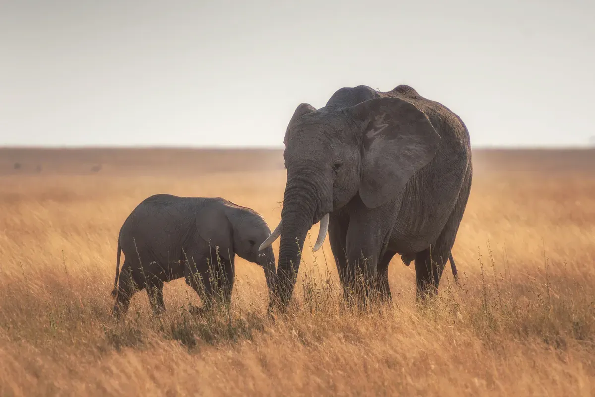12 Agustus Memperingati Hari Apa? Ada Hari Gajah Sedunia, Berikut Penjelasannya (Sumber: Unsplash/Hu Chen)