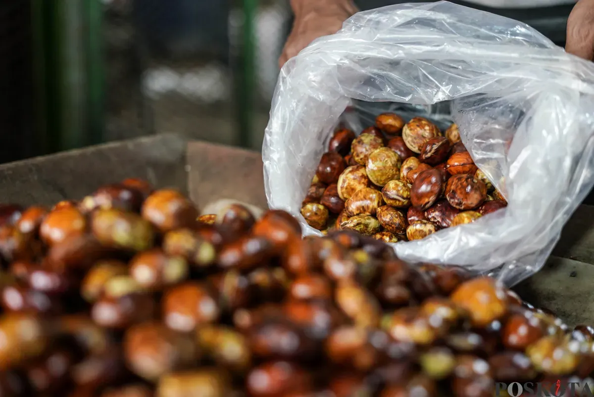Pedagang jengkol menata buah jengkol di Pasar Induk Kramat Jati dan Pasar Kebayoran Lama, Jakarta, Senin, 11 Agustus 2025. (Sumber: Poskota/Bilal Nugraha Ginanjar)